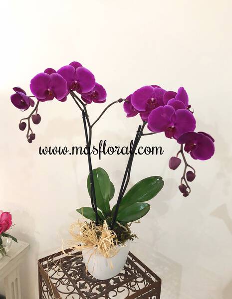 Planta de Orquídea Morada