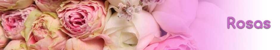 +Flores amarillas